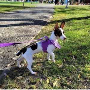 PUPTECK Small Dog Harness No Pull Step-in Soft Mesh Puppy Padded Pet Vest Harnes